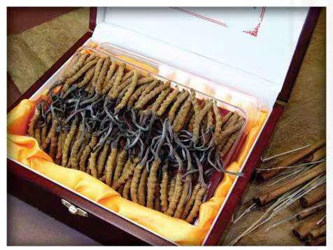 大茂镇冬虫夏草回收